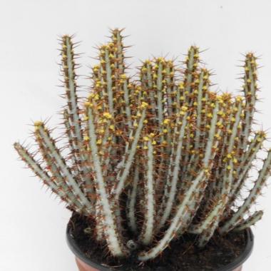 Euphorbia aeruginosa